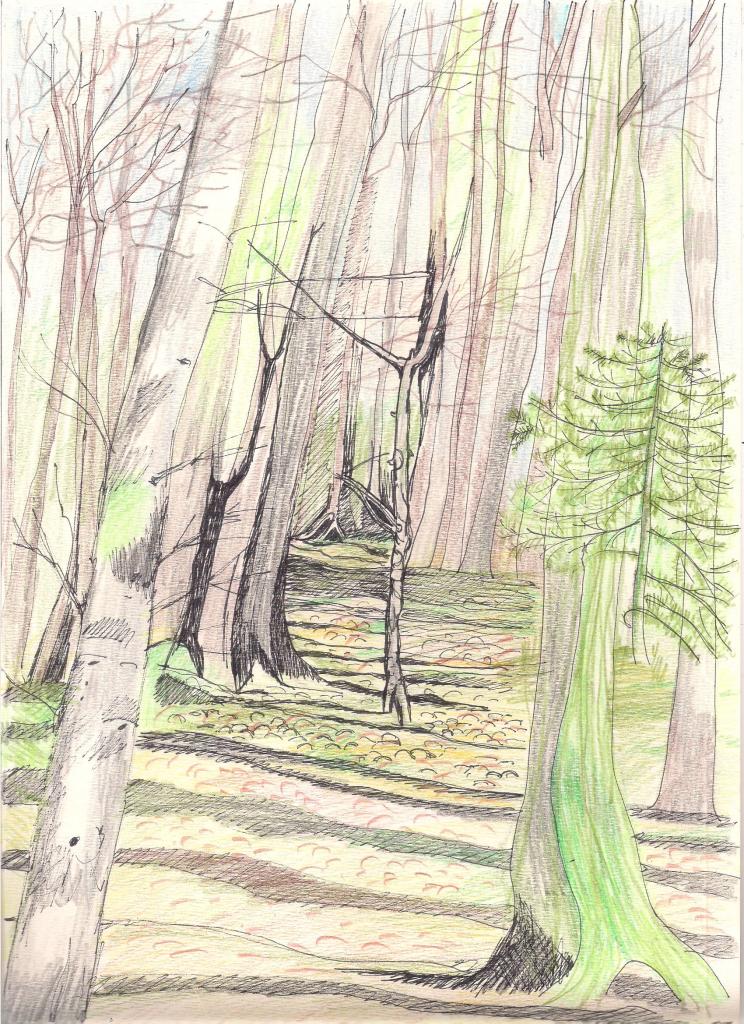 La forêt TAL 001